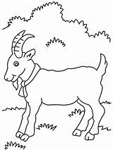 Kleurplaat Geit Ziege Cabra Cabras Bok Kleurplaten Geiten Boerderij Ausmalbild Goats Printen Fazenda Knutselen sketch template