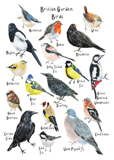 british garden birds art print  print wildlife print bird etsy uk