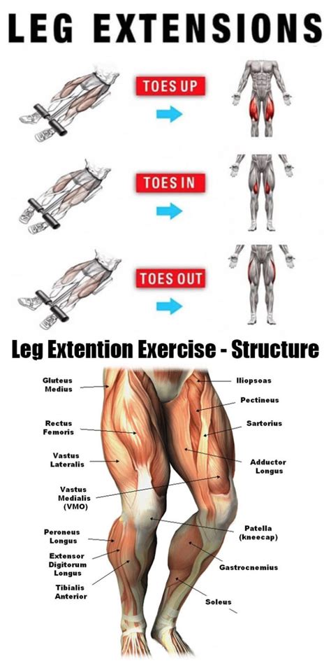 muscles   legs quads  calves guide