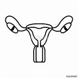 Reproductive Clipartmag Clipart sketch template