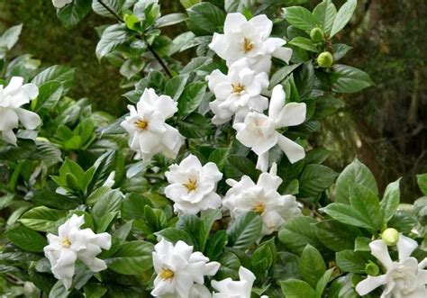 evergreen flowering shrubs zone  thuem garden plant