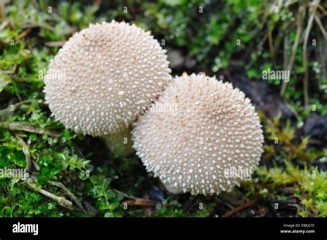 common puffball warted puffball gem studded puffball devils stock photo royalty  image