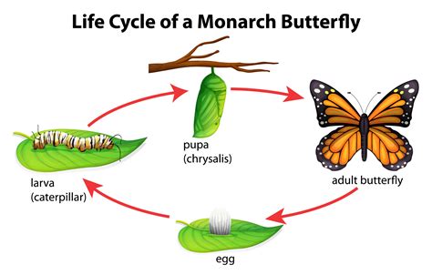 life cycle  monarch butterfly coloring page mimi panda