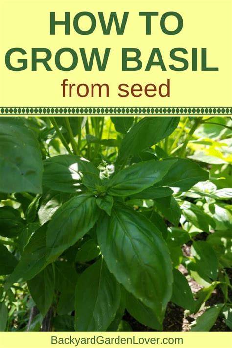 grow basil complete guide  growing  preserving basil