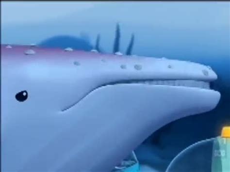 octonauts se albino humpback whale youtube