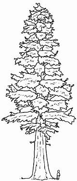 Ginepro Sequoia Acacia Midisegni Coloratutto sketch template