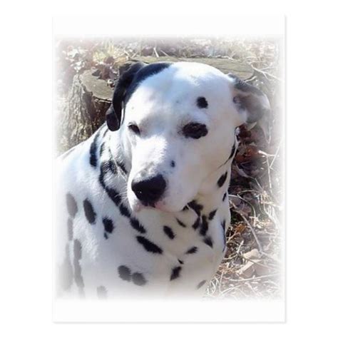 dalmatian fire dog postcard zazzle