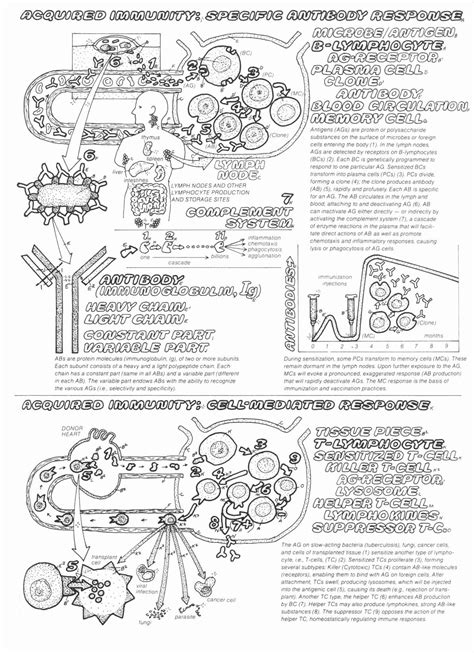 biology coloring book unique   package  immune coloring
