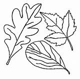 Coloring Leaves Leaf Drawing Autumn Pages Fall Maple Holly Tree Without Printable Thanksgiving Falling Color Berries Print Kids Getcolorings Drawings sketch template