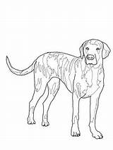 Hound Plott Beagle sketch template