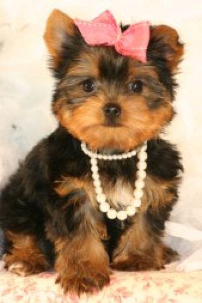 cats  dogs blog adorable yorkie puppy