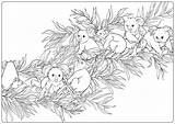 Koala Eucalyptus Kleurboek Volwassen Kleuren Overzicht sketch template