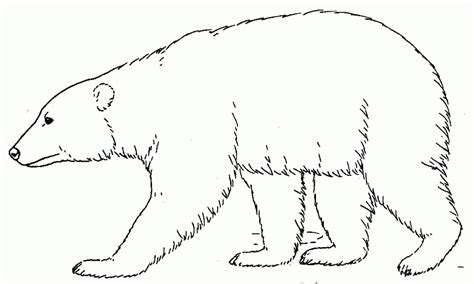 picture  polar bear coloring pages   children upmly