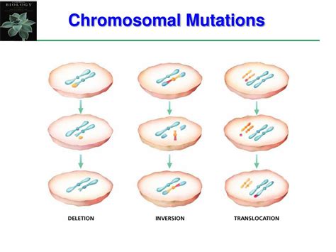 Ppt Section B Sex Chromosomes Powerpoint Presentation Free Download