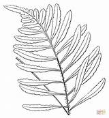 Fern Coloring Leaf Pages Ferns Drawing Leaves Leave Printable Color Huge sketch template