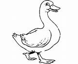 Kleurplaten Eenden Eend Ducks Kleurplatenwereld Goose Kleurplaat sketch template