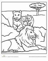 Lion Pride Coloring Pages Color Lions Worksheets Worksheet Cubs Family Choose Board Preschool Education Lioness sketch template