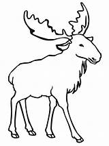 Elk Coloring Pages Moose Outline Bull Drawing Printable Clip Cliparts Draw Print Do Getdrawings Simple Kids Para Color Desenhos Animal sketch template