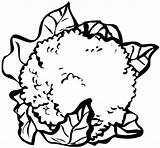 Coliflor Conopida Dibujar Colorat Hojas Comestible Desene Inflorescencias Cabeza Blandas Compuesta Separadas Manchas sketch template