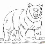 Bear Coloring Brown Pages Bears Drawing Grizzly Shallow Line Cub Realistic Book Printables Printable Color Polar Drawings Print sketch template