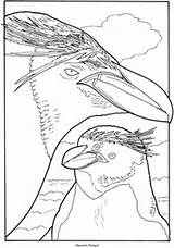 Coloring Pages Penguin Macaroni Dover Birds Publications Welcome Exotic sketch template