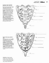 Kaplan Physiology Veterinary sketch template