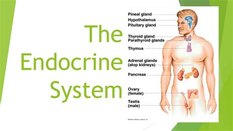 Ppt The Endocrine System Powerpoint Presentation Free Download Id