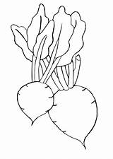 Coloring Pages Beet sketch template