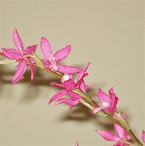 Arne S Orchid Corner Orchid Of The Day Cochlioda Rosea