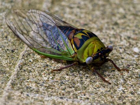 evening cicada transformation river  love urban farmstead