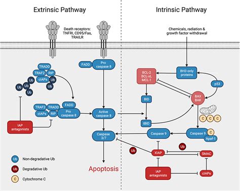 apoptosis pathway antibodies rockland