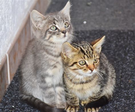 kattennamen duo voor katers poezen en combinaties purr fect