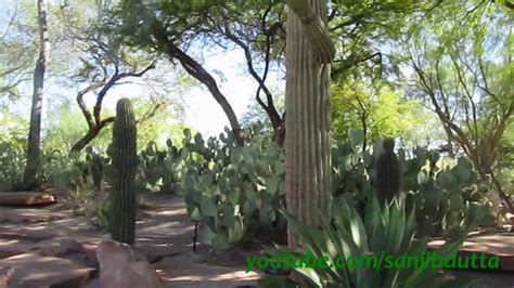 ethel  botanical cactus garden las vegas youtube