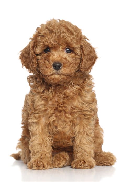 miniature poodle puppy miniature poodle puppy sits   wh flickr