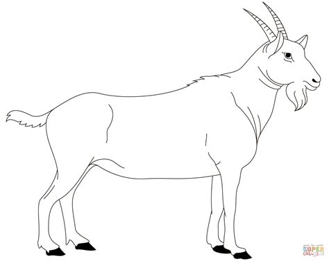 billy goat coloring page  printable coloring pages