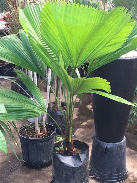 licuala palmera  planta natural interiores solo cdmx df  en mercado libre
