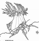 Anemone Crab Hermit Crustacean sketch template
