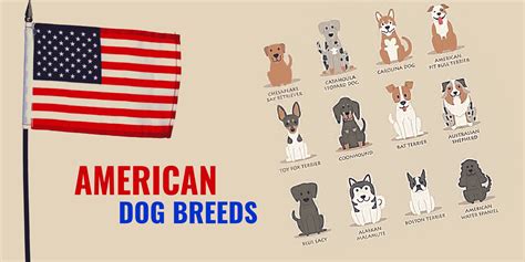 american dog breeds top list prices origins characteristics