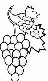 Grapes Wisteria Colorluna Vine Disimpan sketch template