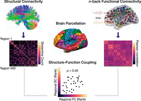 Development Of Structure Function Coupling In Human Brain Networks