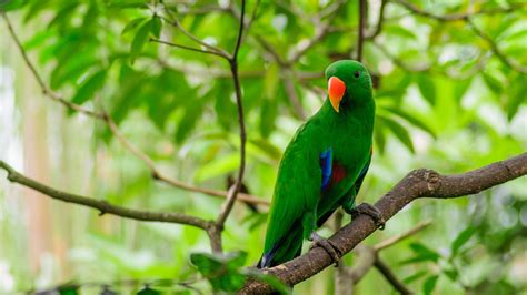 green parrot   tree branch  green leaves background hd animals wallpapers hd wallpapers