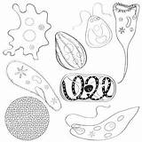 Unicellular Microscopic Organisms Clip Clipart Biology Life Preview Clipground sketch template