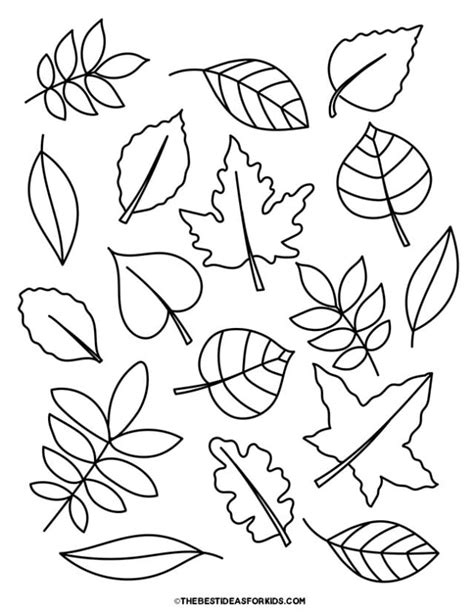 leaf coloring pages  printables   ideas  kids