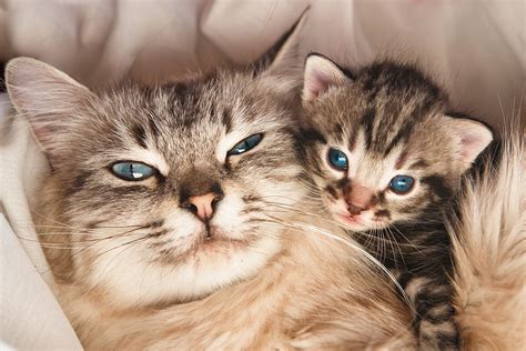 guidelines  good health   pregnant cat cat health