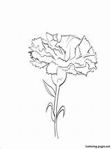 Coloring Carnation Pages Flower Getcolorings sketch template