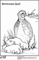 Quail Coloring Pages Bird Ministerofbeans sketch template