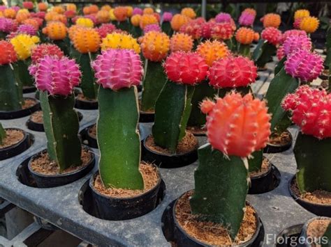 types  cactus plants  home  gardens florgeous