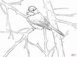 Chickadee Coloring Songbird Capped Pages Drawing Printable Crafts Supercoloring Bird Diy Color Printables Getcolorings Birds Super Kids Visit Skip Main sketch template