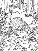 Coloring Pangolin Colouring Pages Pangolins Biology Wildlife Sheets Kids Animal Printable Color Animals Wild Print Conservation Adult Book Books Leaders sketch template
