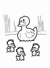 Coloring Ducks Pages Duck Printable Kids 2480 June Posted Size Animalplace sketch template